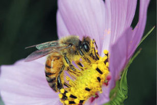 八卦外一章:馬雅預言(三)