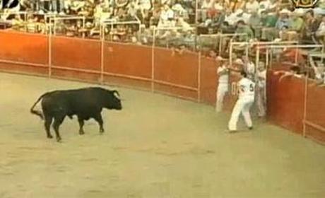 【今日點擊】周末視頻:鬥牛