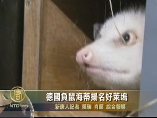 德國負鼠海蒂揚名好萊塢