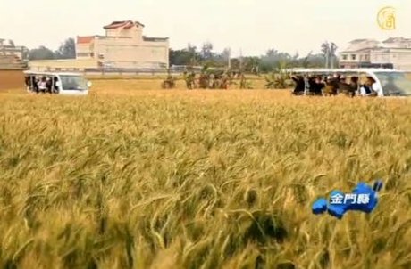 麥穗成熟時 金門體驗農家樂