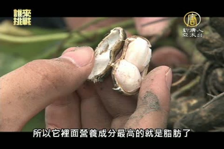 『誰來挑戰』(2)大進休閒農業區