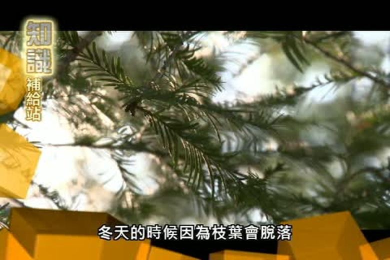 『誰來挑戰』知識補給站(十二)