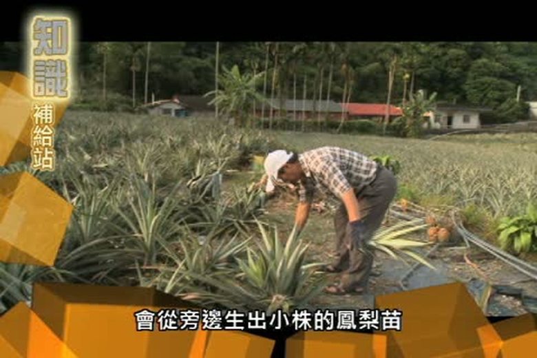 『誰來挑戰』知識補給站(十ㄧ)