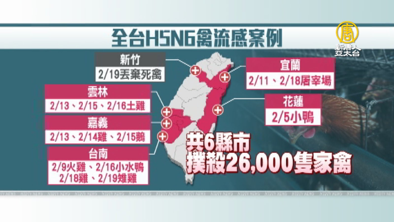 H5N6禽流感落腳台灣?政府防疫挑戰大