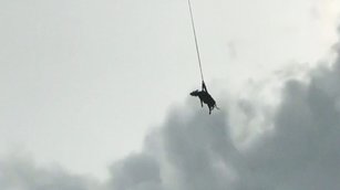 548-4 義大利牛空中飛 印度野象撞牆闖民宅_02