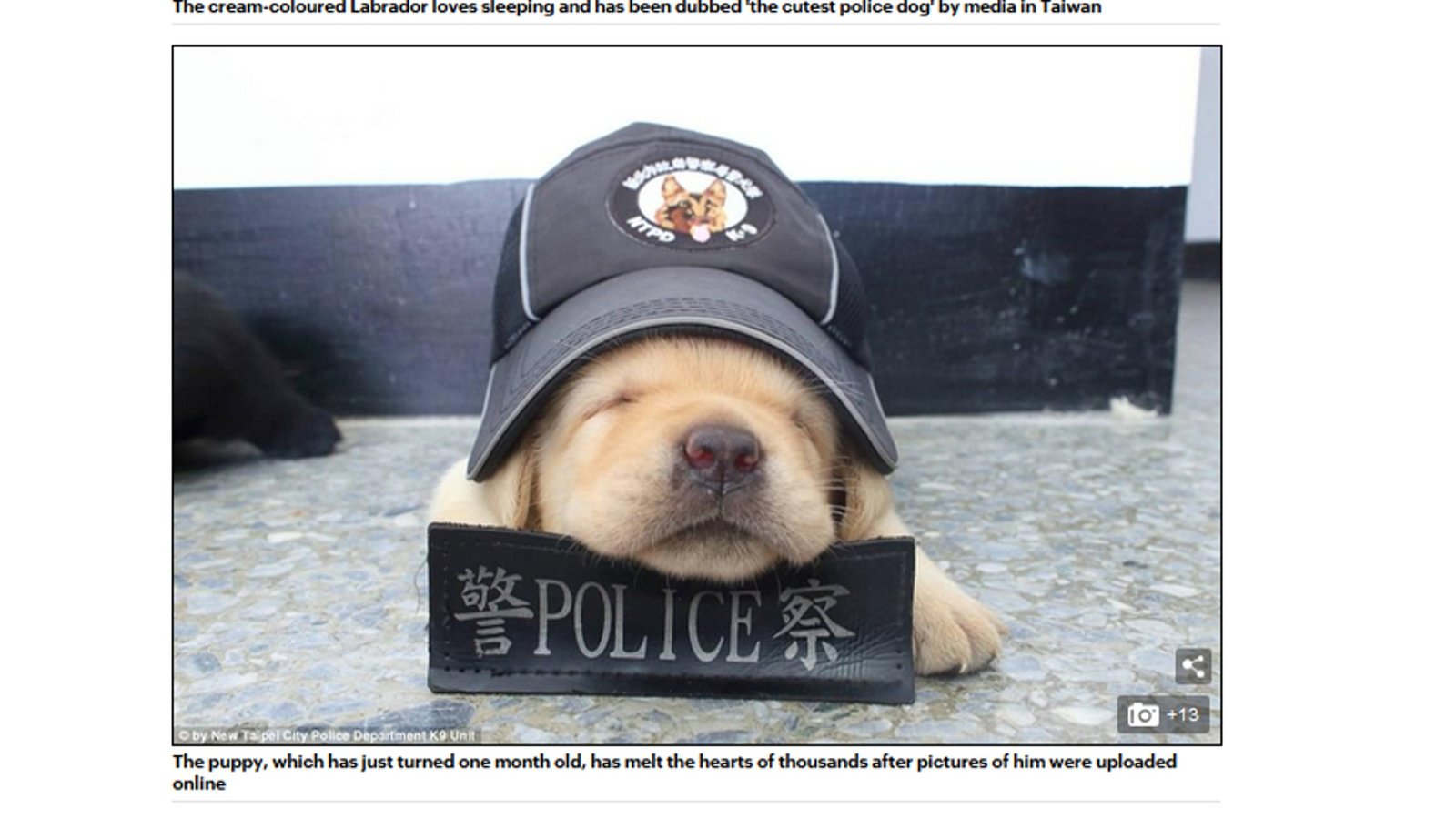 新北市警犬受到外媒報導(點圖看影片)