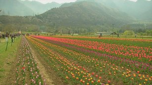 亞洲最大鬱金香花園 印度的「人間天堂」