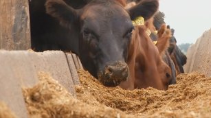少肉多麵!經濟危機改變阿根廷飲食文化