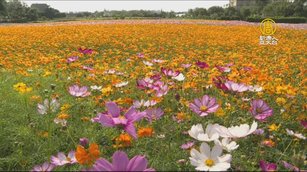 桃園花彩節25日登場 7大展區浪漫接力