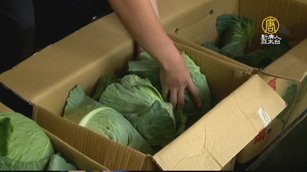 挺農民救菜價 旅行社購千顆高麗菜送民