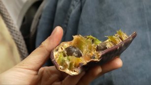 不上超市買菜!紐約城市覓食班尋找大自然美味