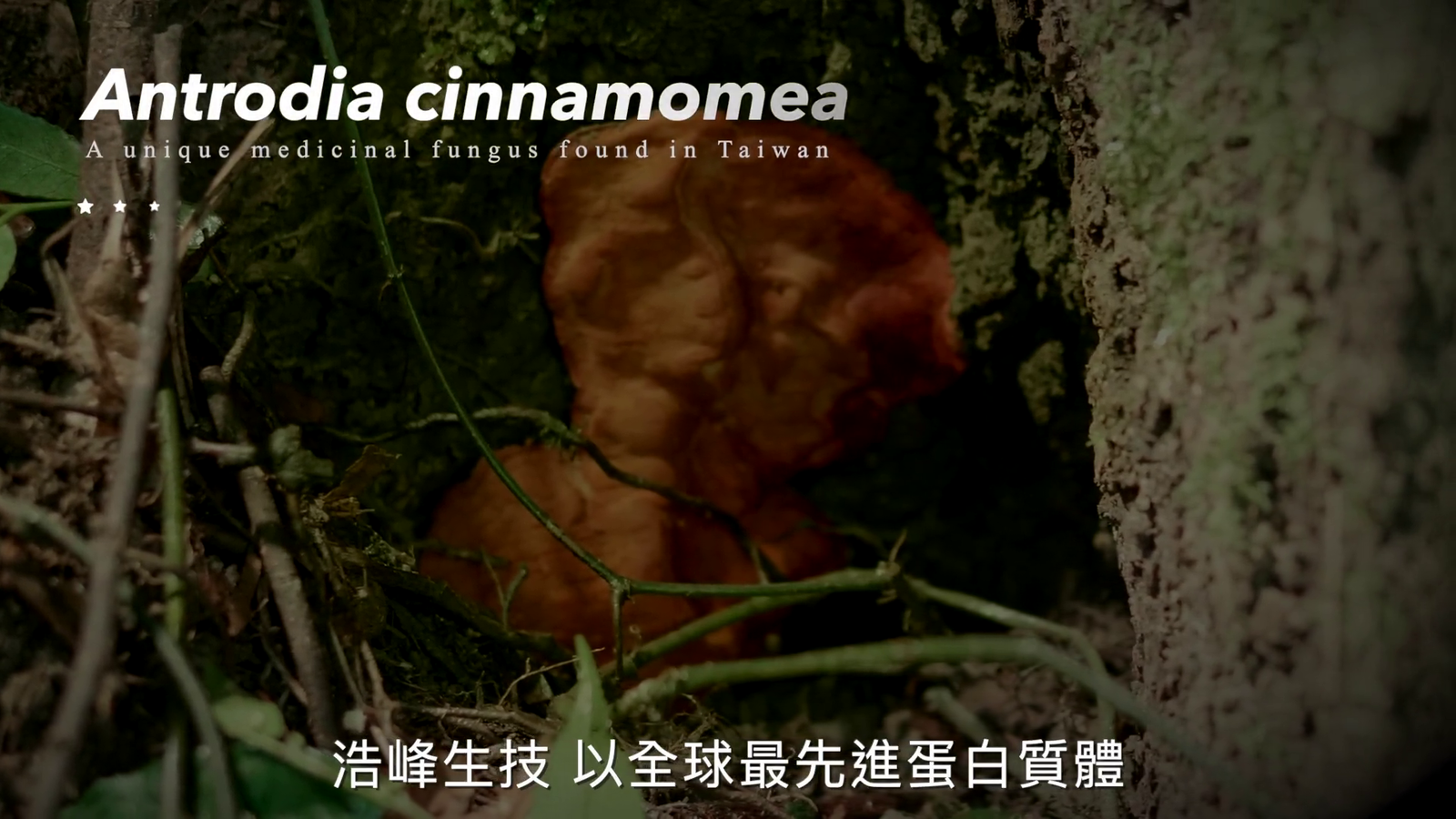 浩峰生技(英文)