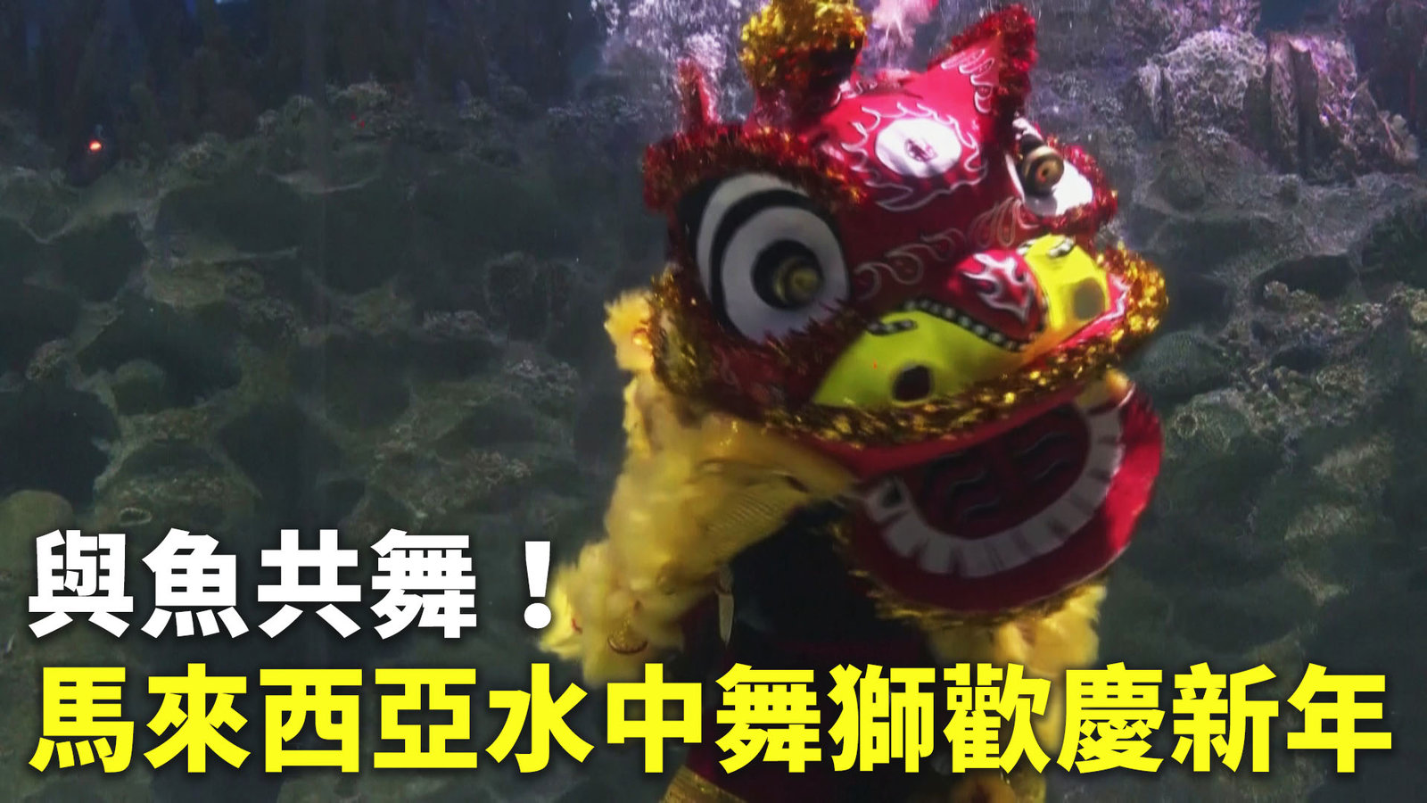 與魚共舞!馬來西亞水中舞獅歡慶新年