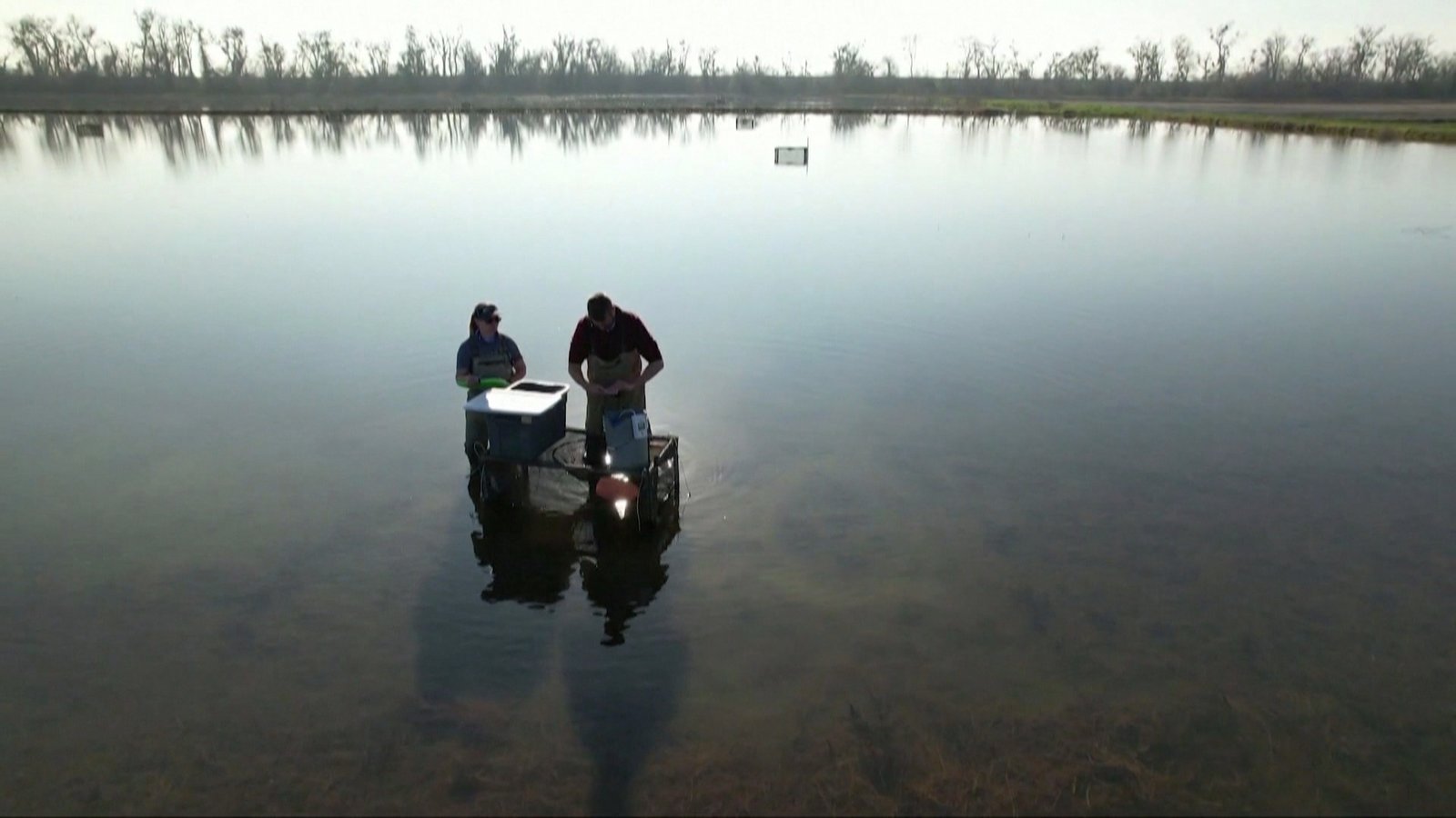 復育帝王鮭魚 加州稻農攜手相助