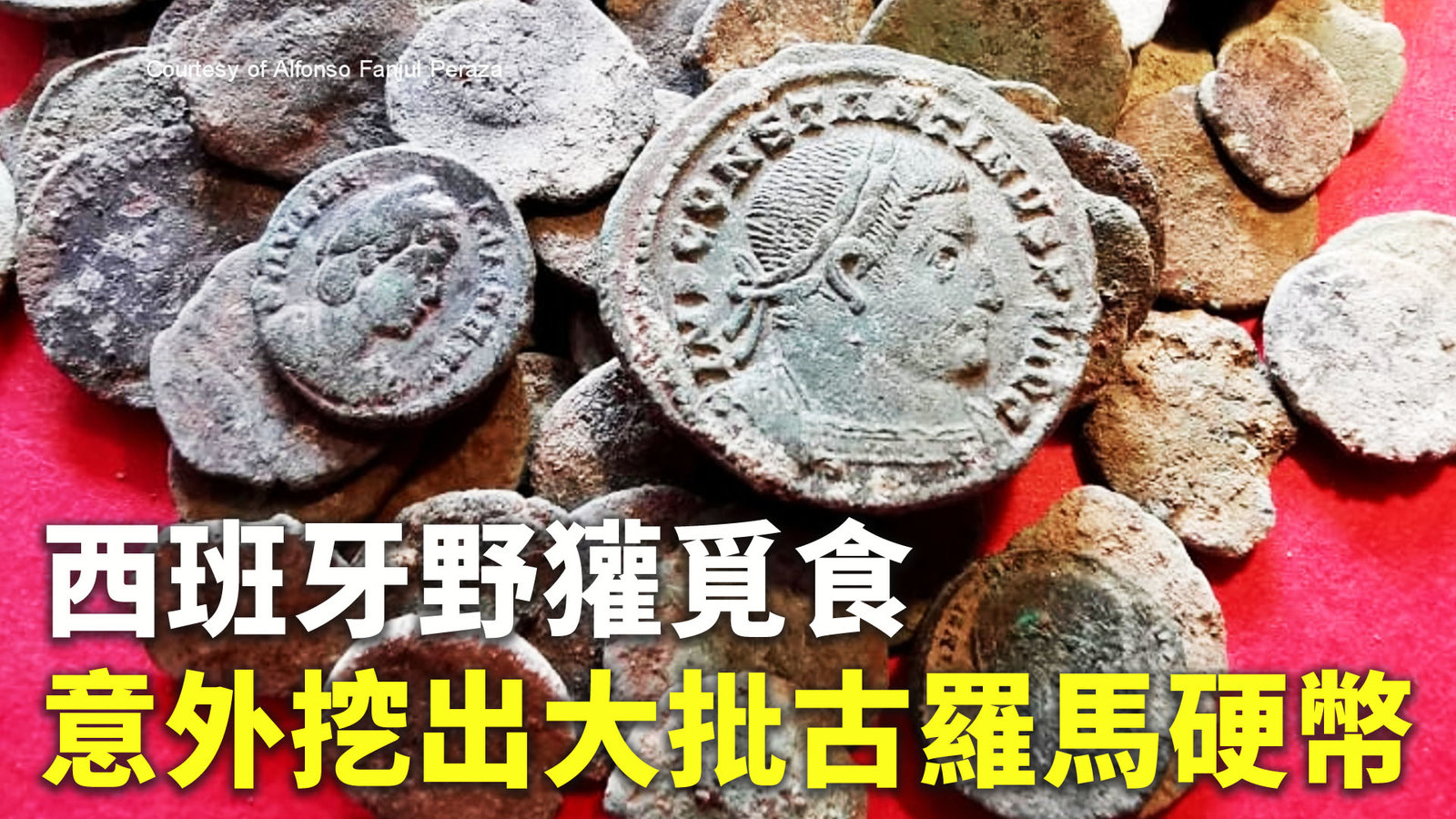 西班牙野獾覓食 意外挖出大批古羅馬硬幣