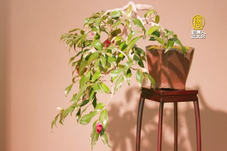 歲月磨礪 寂靜悠遠 日本盆栽凝縮傳統之美