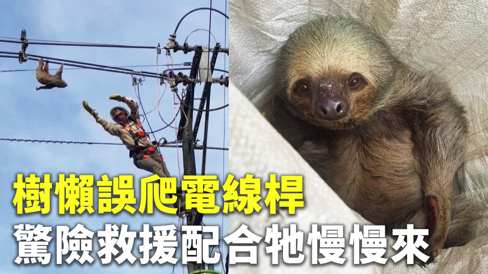 樹懶誤爬電線桿 驚險救援配合牠慢慢來