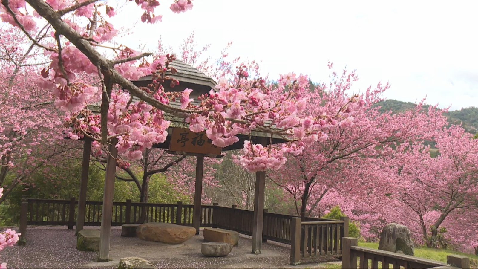 武陵農場櫻花綻 粉紅花海美不勝收