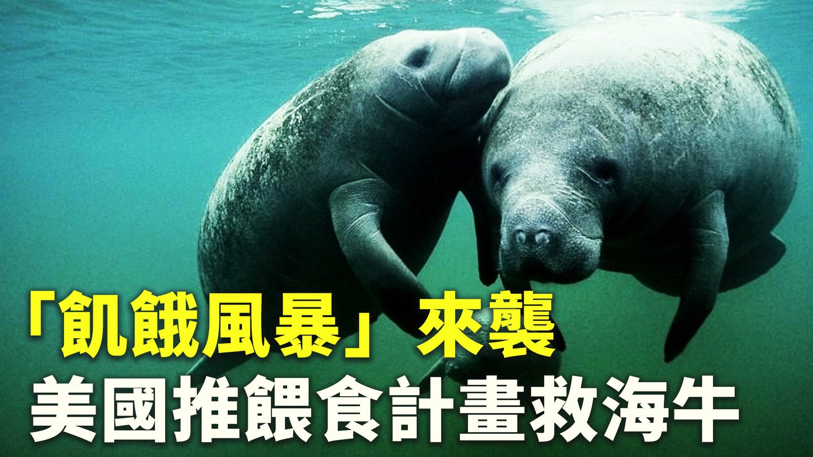「飢餓風暴」來襲 美國推餵食計畫救海牛