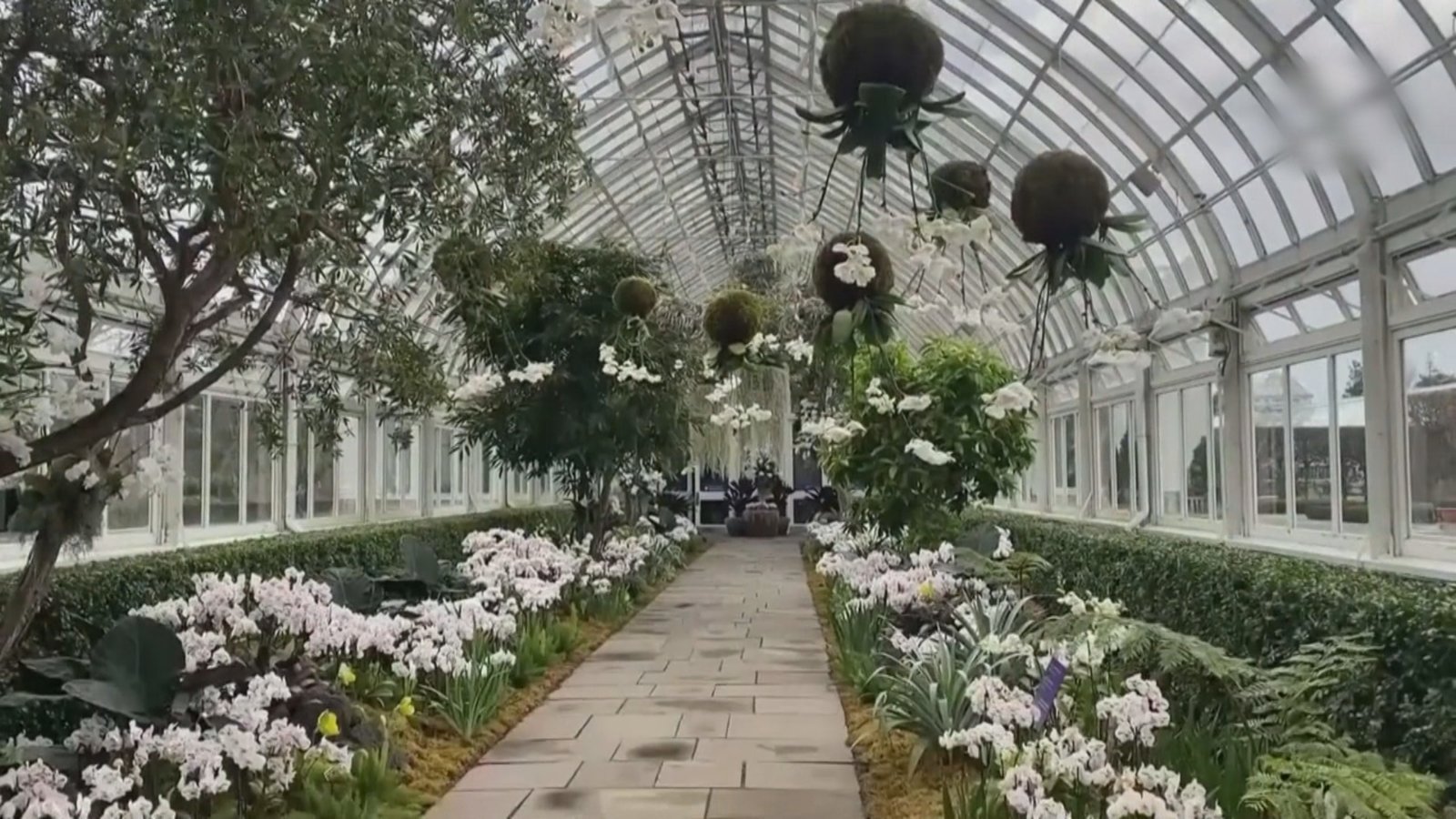 紐約植物園蘭花展 萬花筒演繹美麗故事