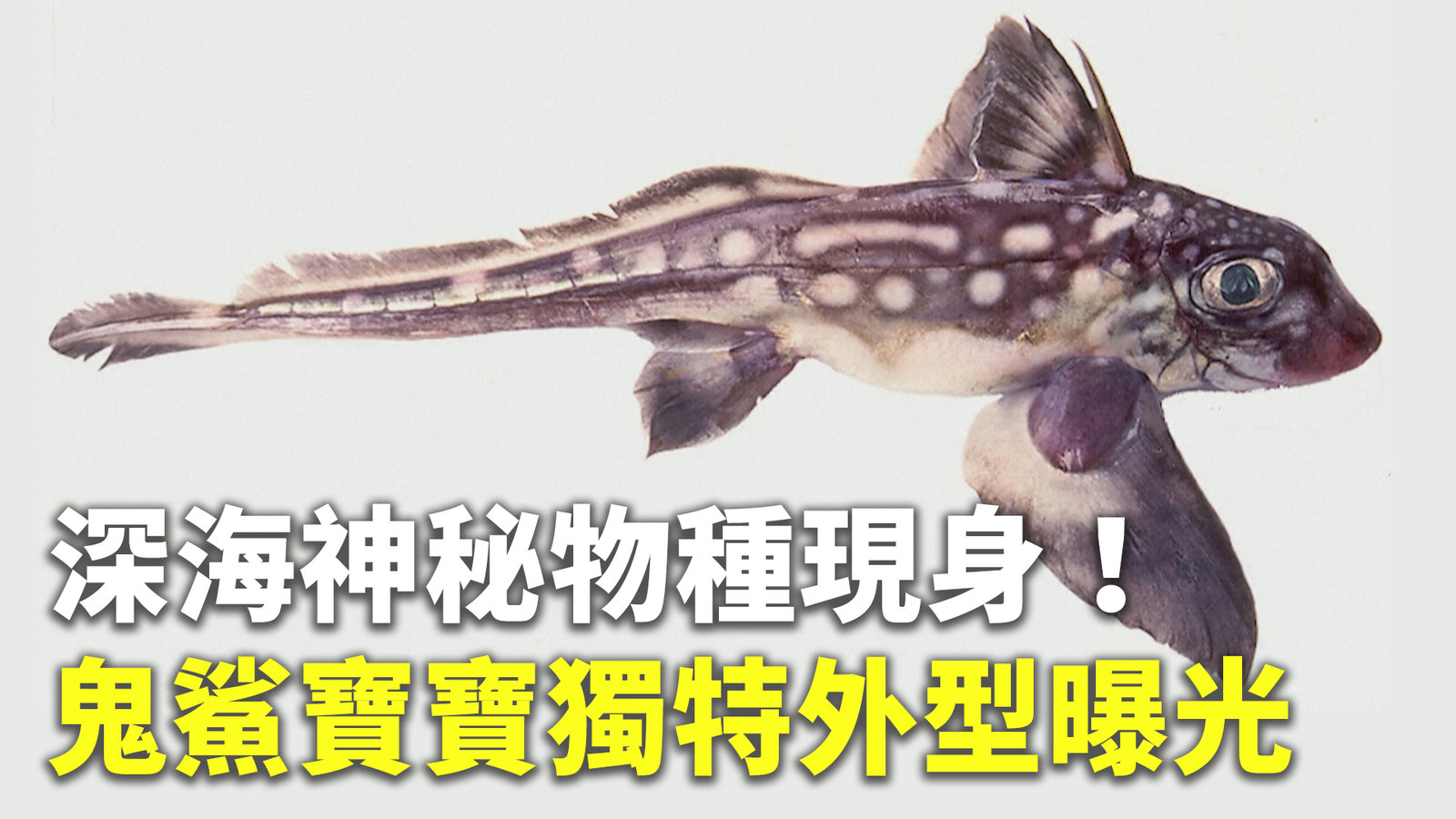 深海神秘物種現身!鬼鯊寶寶獨特外型曝光