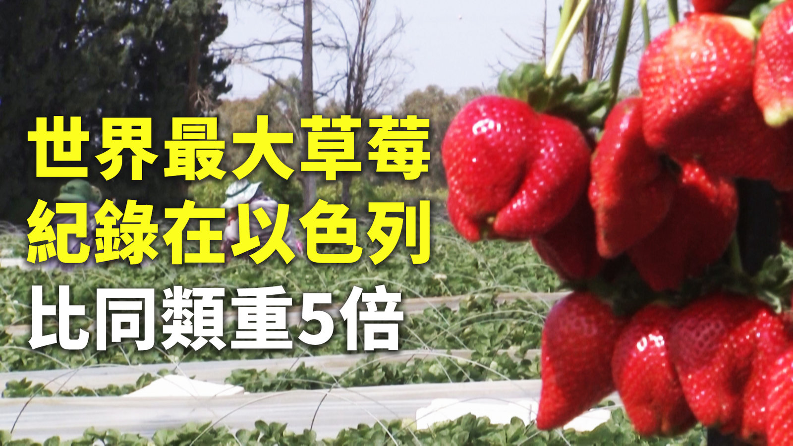 世界最大草莓紀錄在以色列 比同類重5倍