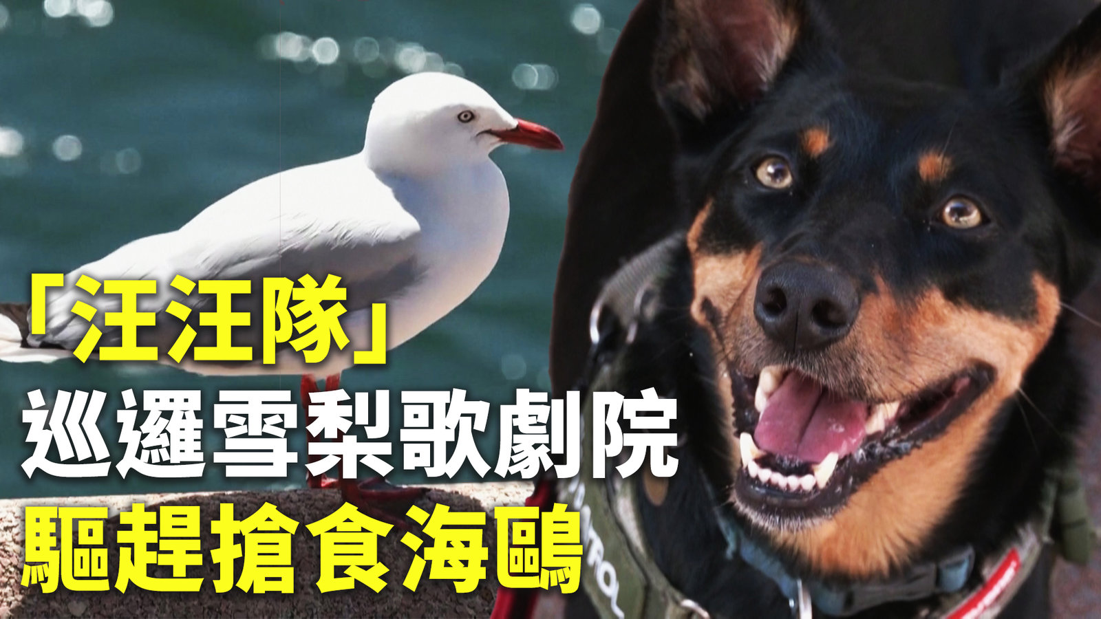 「汪汪隊」巡邏雪梨歌劇院 驅趕搶食海鷗