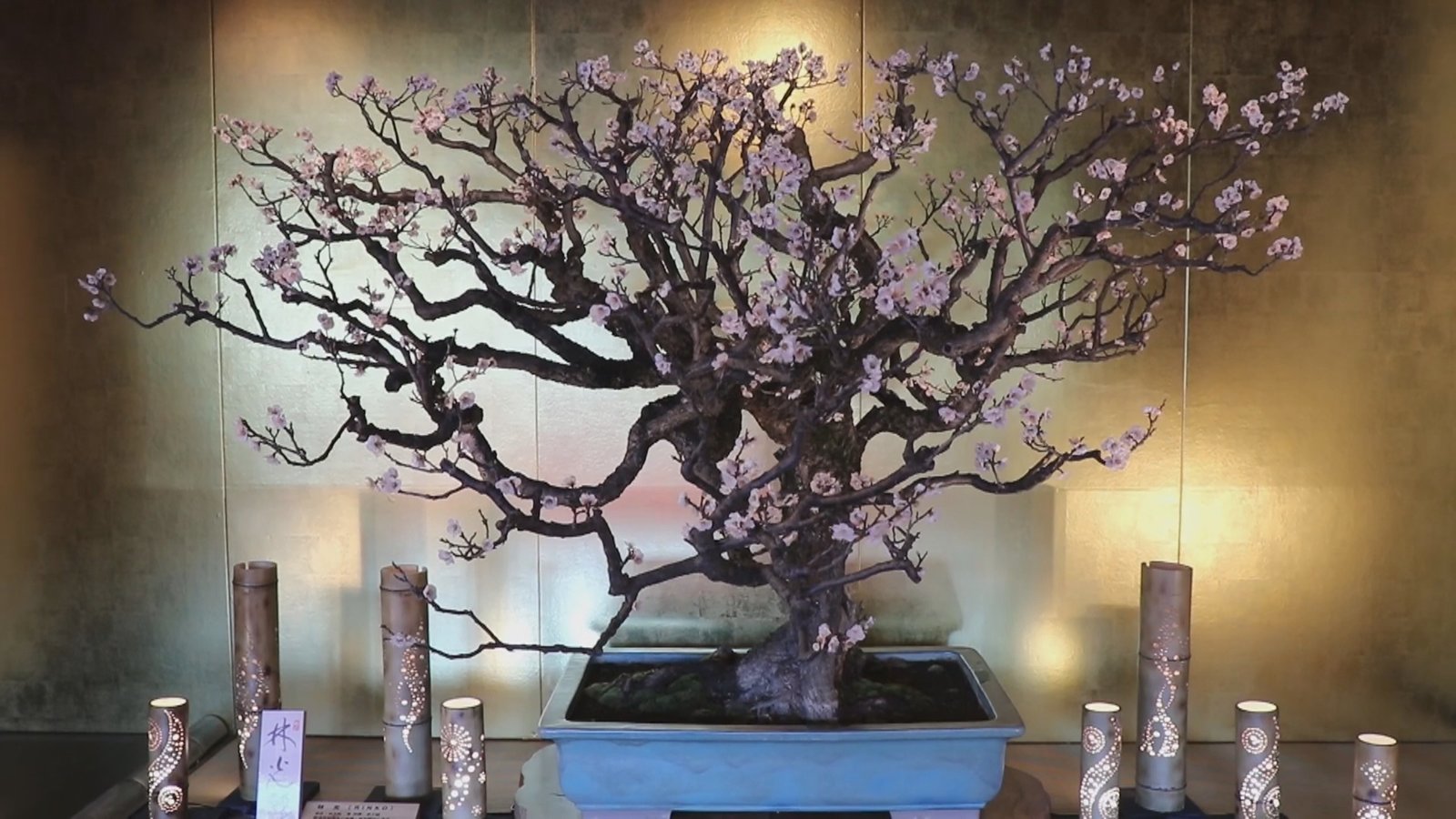日本第一盆梅展 料峭初春散芬芳