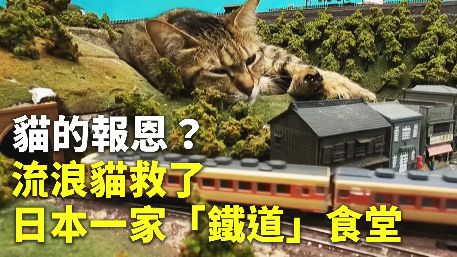 貓的報恩?流浪貓救了日本一家「鐵道」食堂