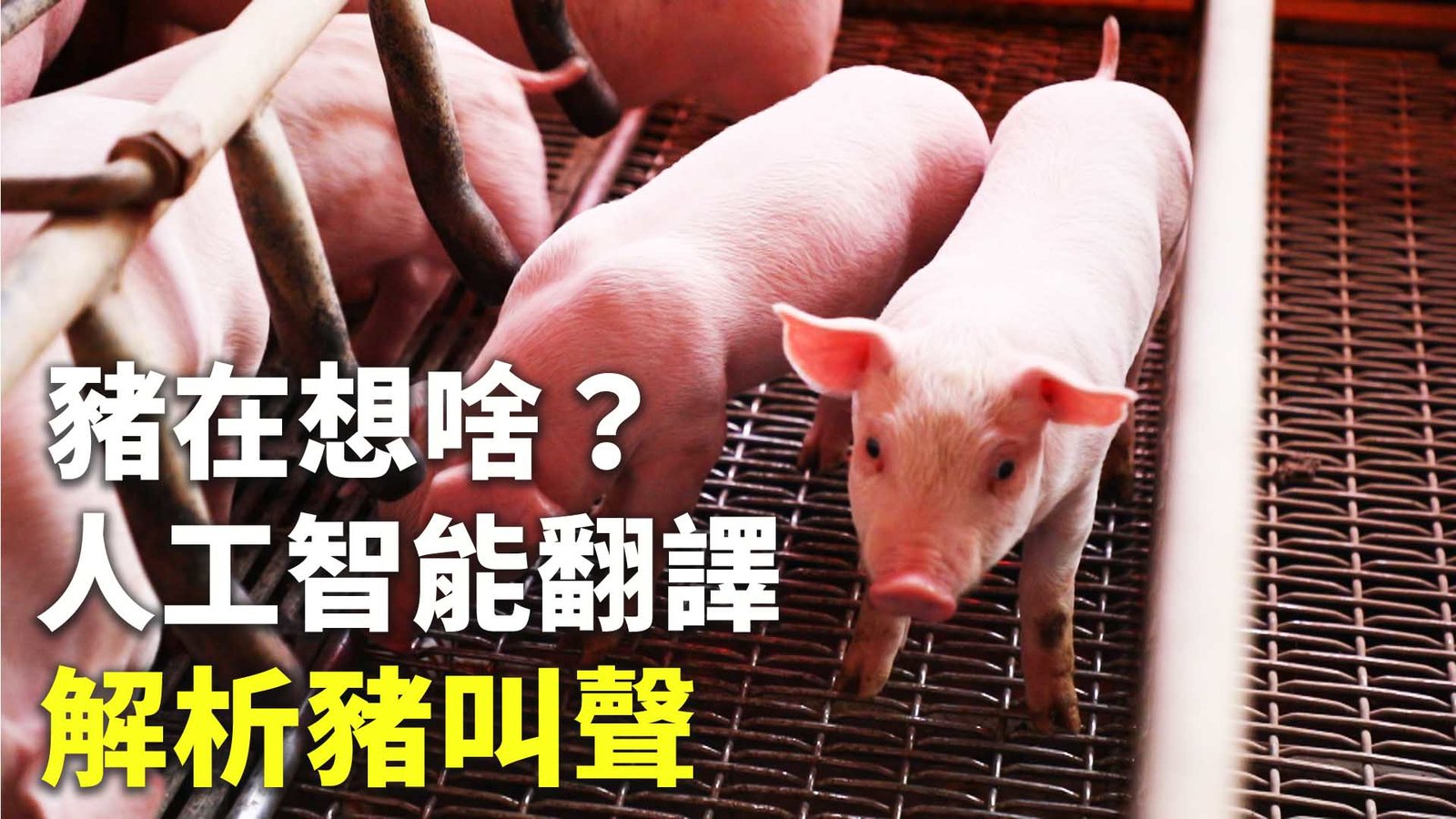 豬在想啥?人工智能翻譯解析豬叫聲