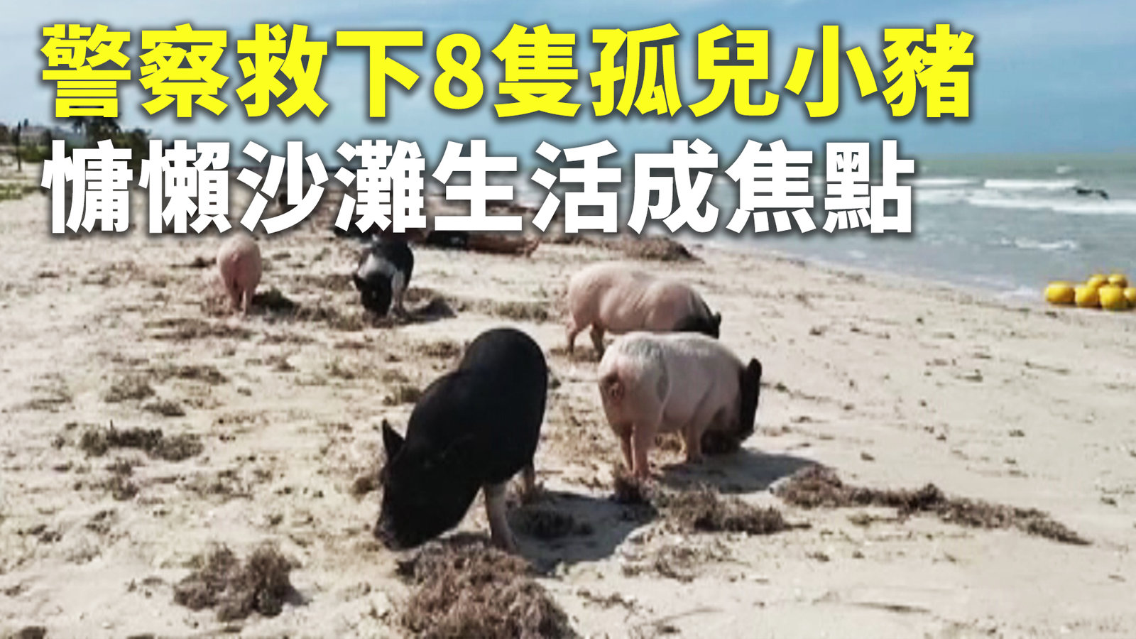 警察救下8隻孤兒小豬 慵懶沙灘生活成焦點