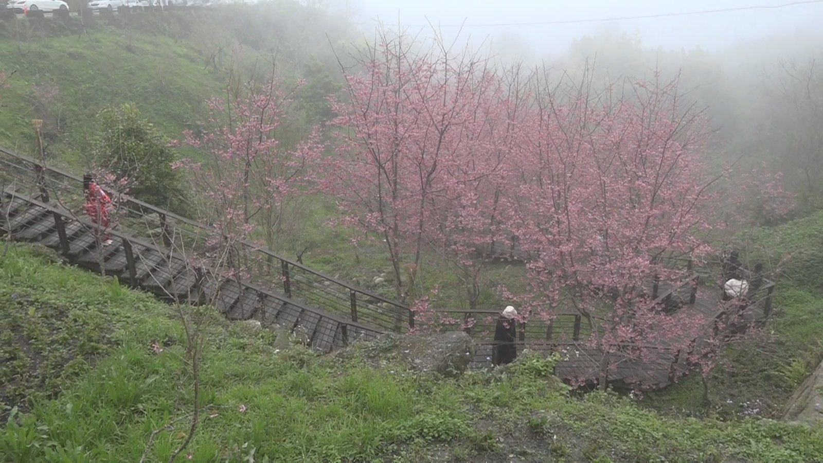 隨風搖曳 阿里山「石棹春櫻夜」浪漫登場