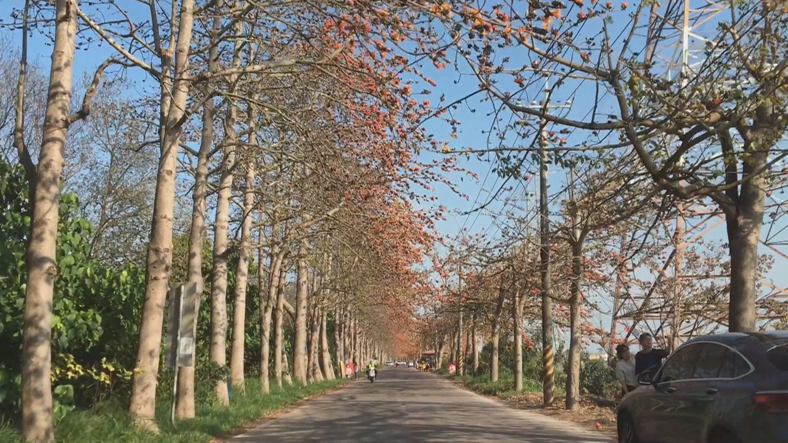 彰化埤頭木棉花道 追花族必遊景點