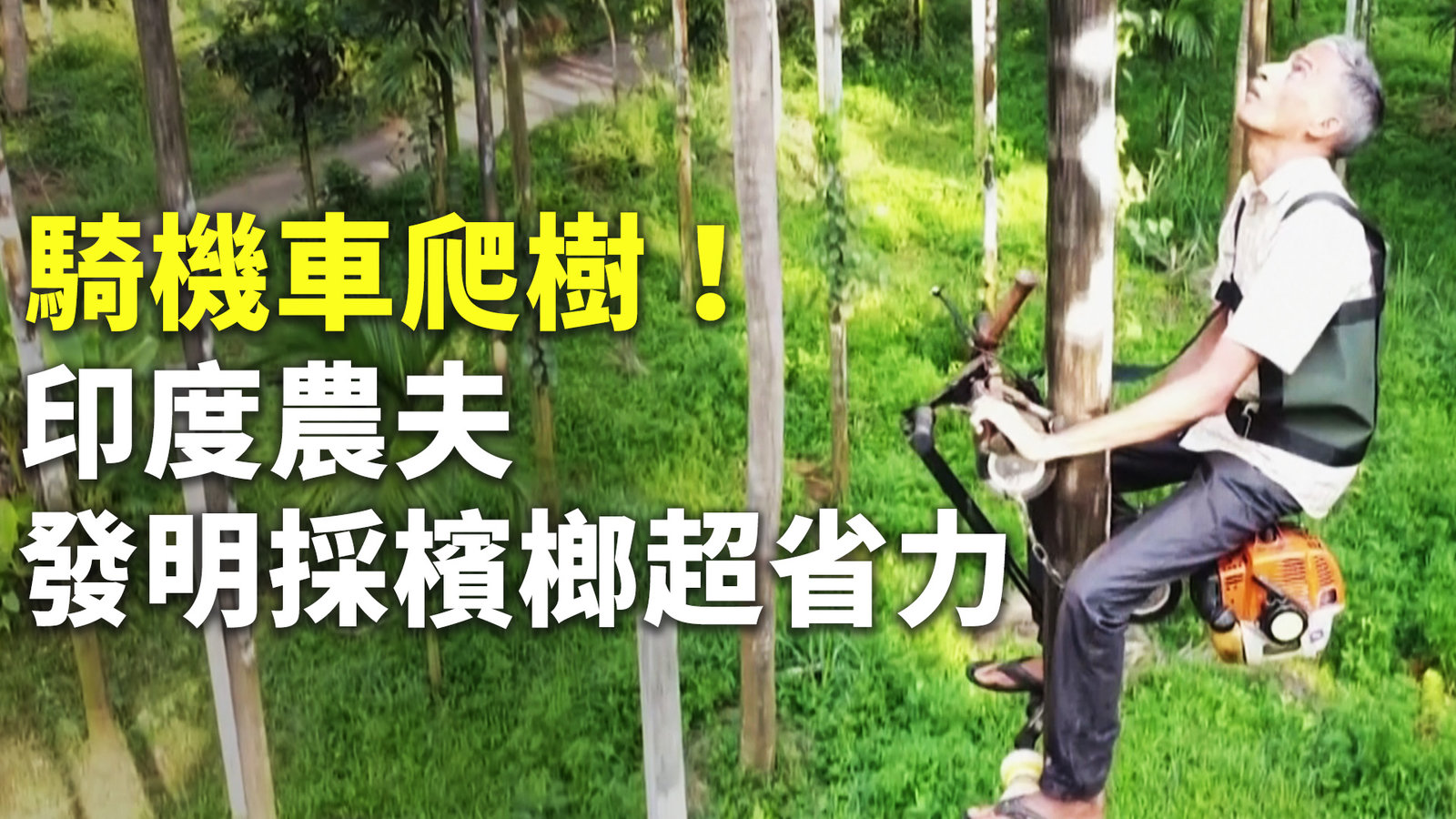 騎機車爬樹!印度農夫發明採檳榔超省力