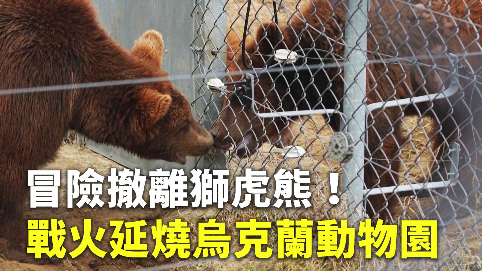 冒險撤離獅虎熊!戰火延燒烏克蘭動物園