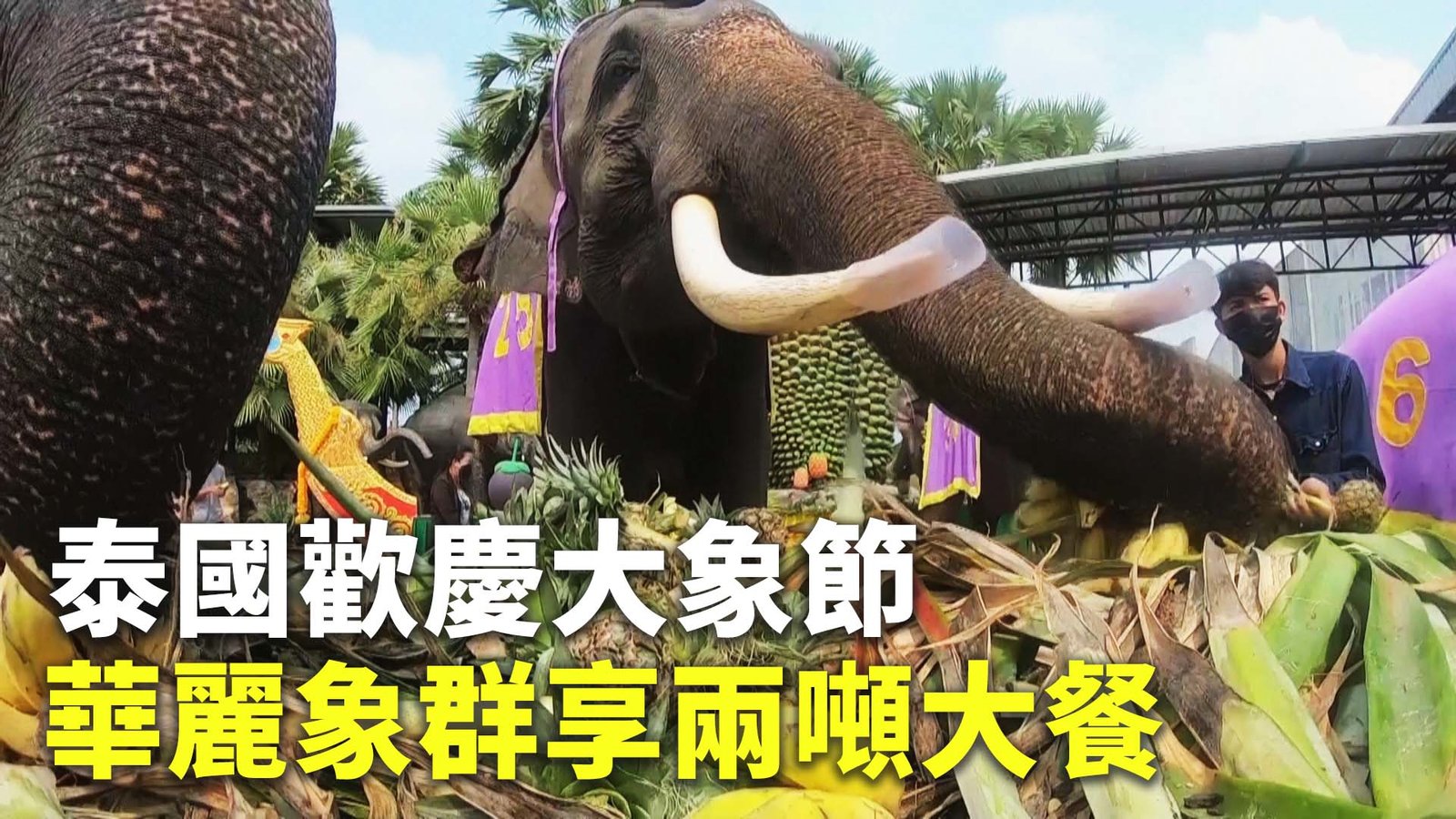 泰國歡慶大象節 象群華麗進場享用兩噸大餐