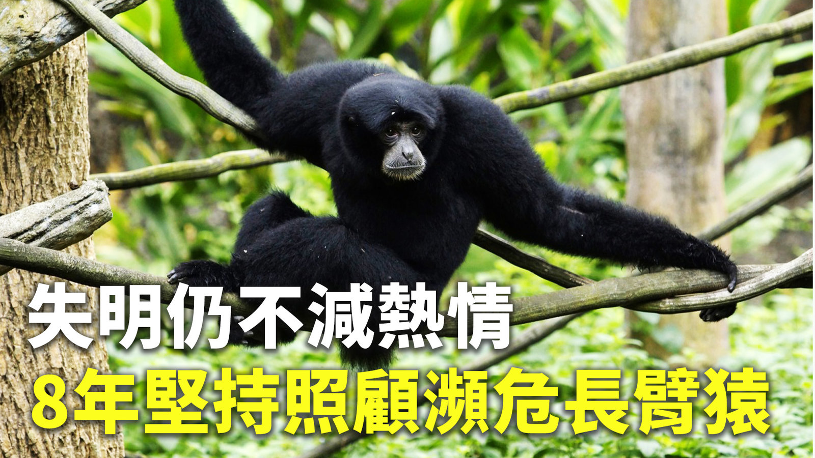 失明仍不減熱情 8年堅持照顧瀕危長臂猿