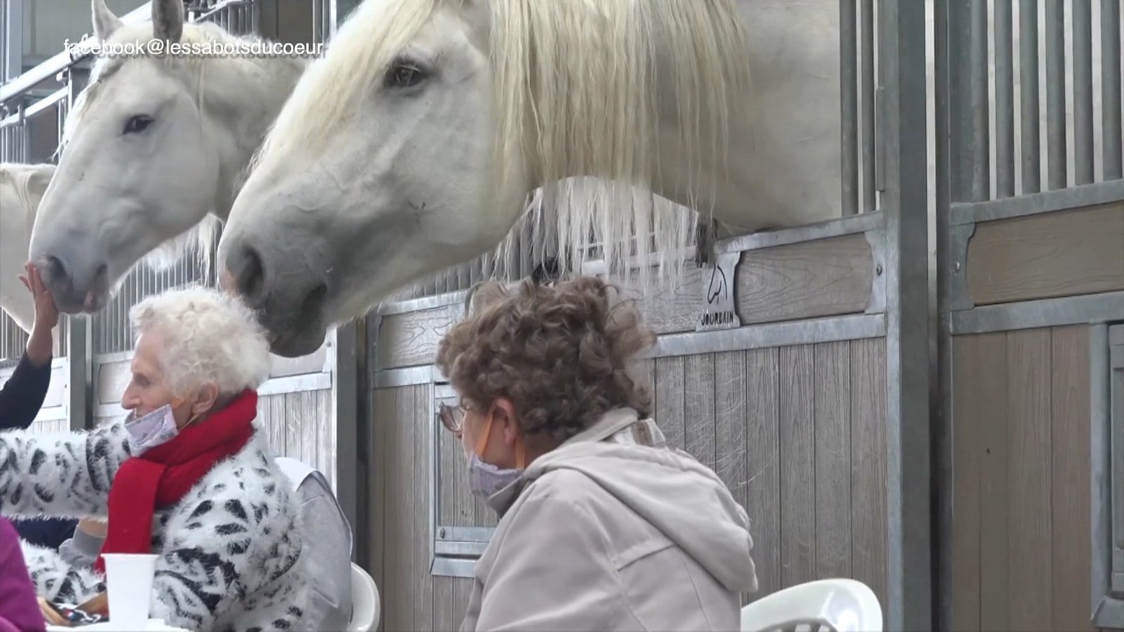 純種賽馬的退役生涯 「治療馬」撫慰人心
