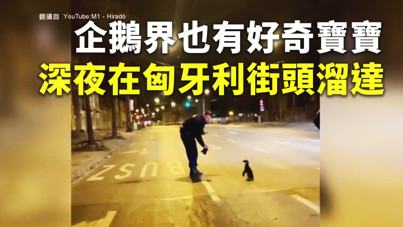 企鵝界也有好奇寶寶 深夜在匈牙利街頭溜達