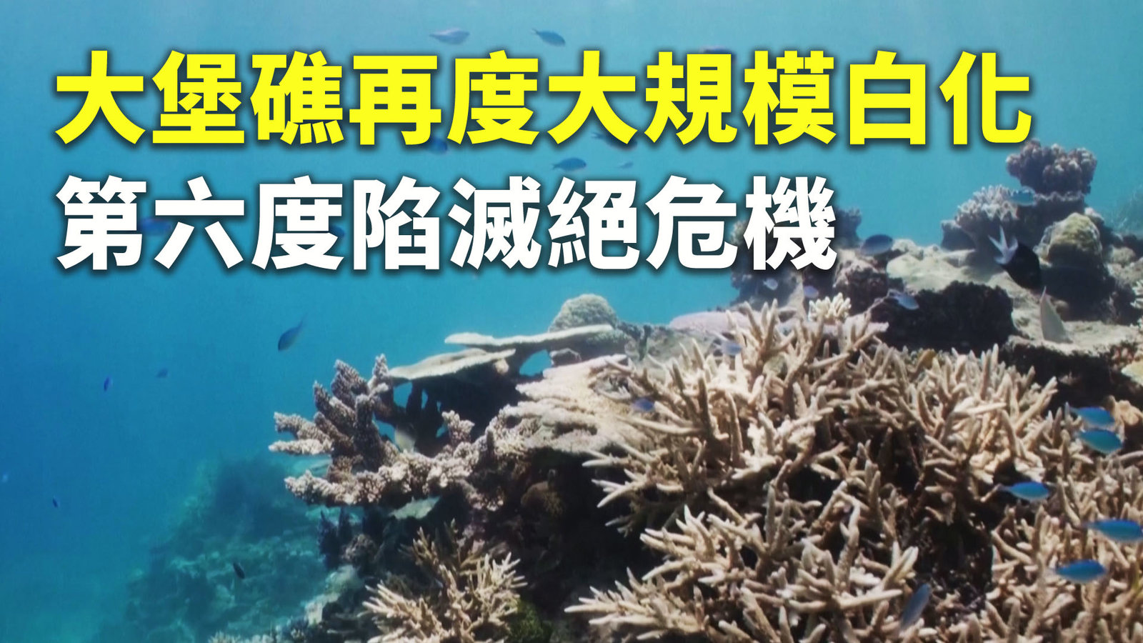 大堡礁再度大規模白化 第六度陷滅絕危機