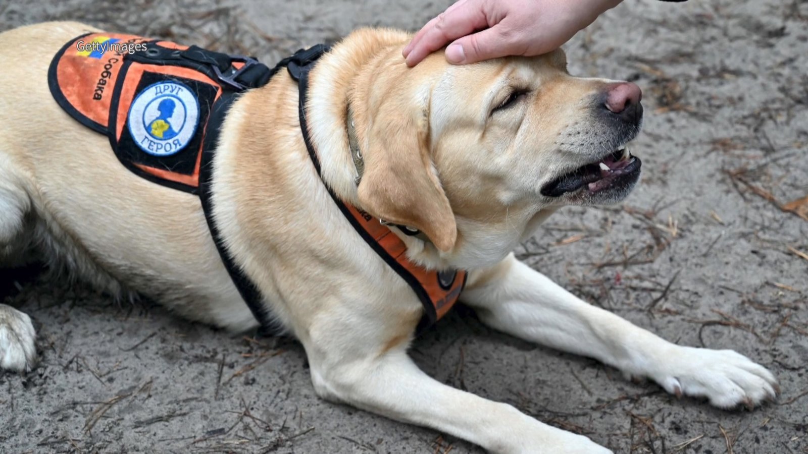 拉布拉多連續31年 榮登美國受歡迎寵物犬