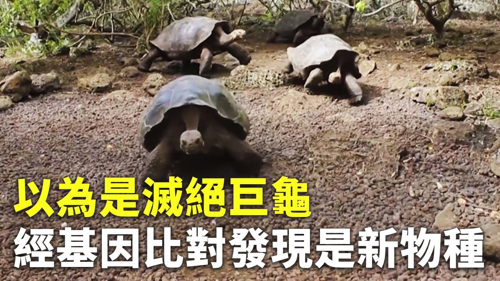 以為是滅絕巨龜 經基因比對發現是新物種