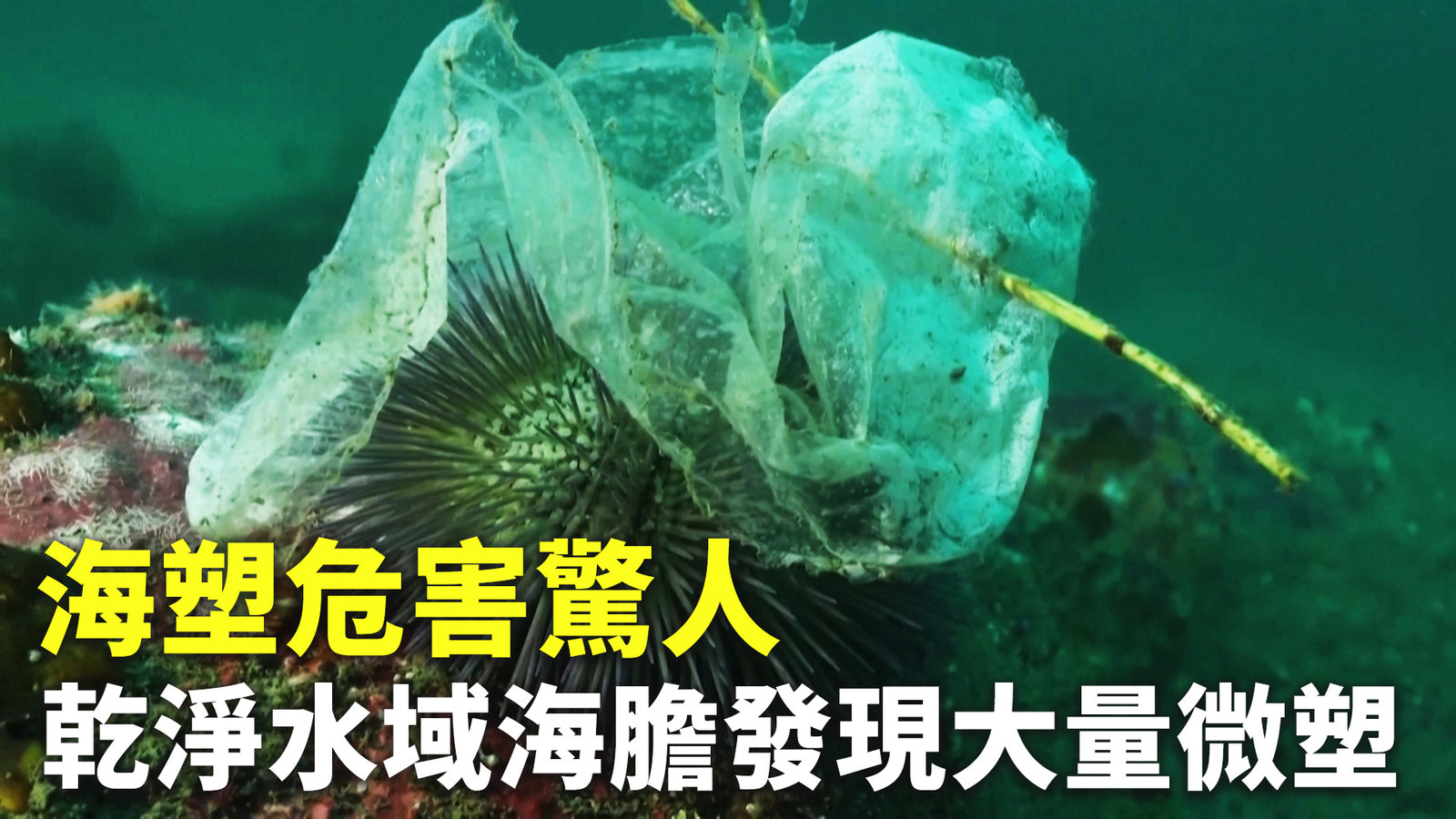 海塑危害驚人 乾淨水域海膽發現大量微塑