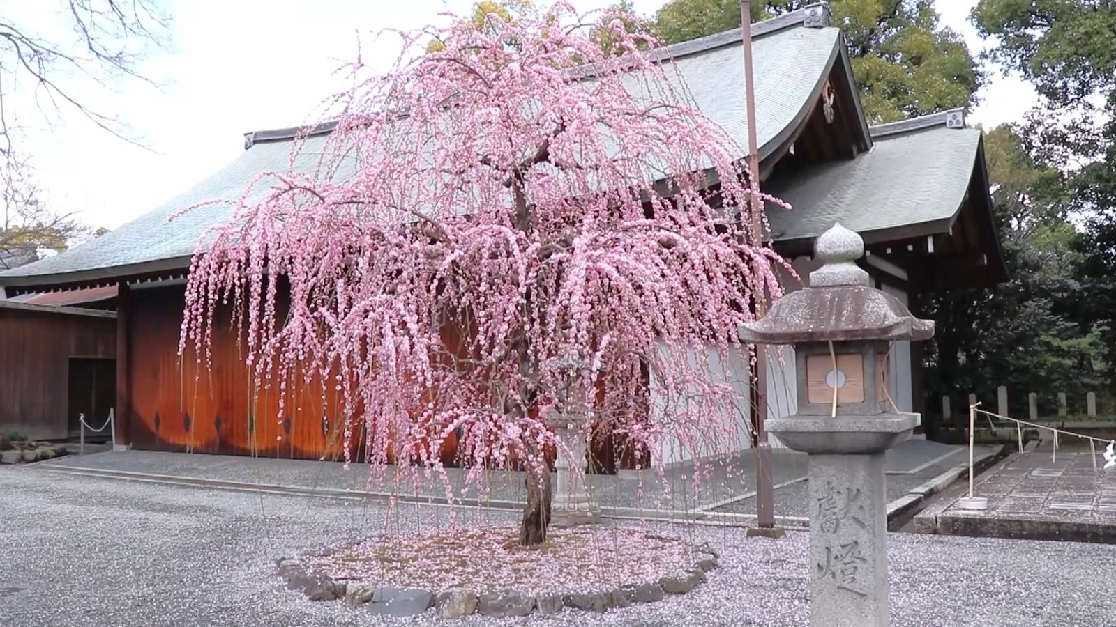 春遊京都城南宮 垂枝梅盛開如花瀑