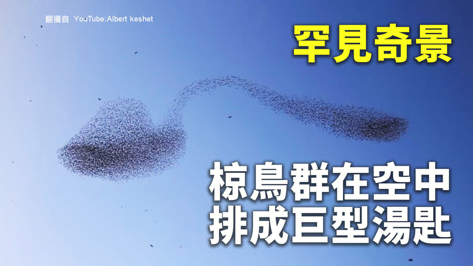 罕見奇景 椋鳥群在空中排成巨型湯匙