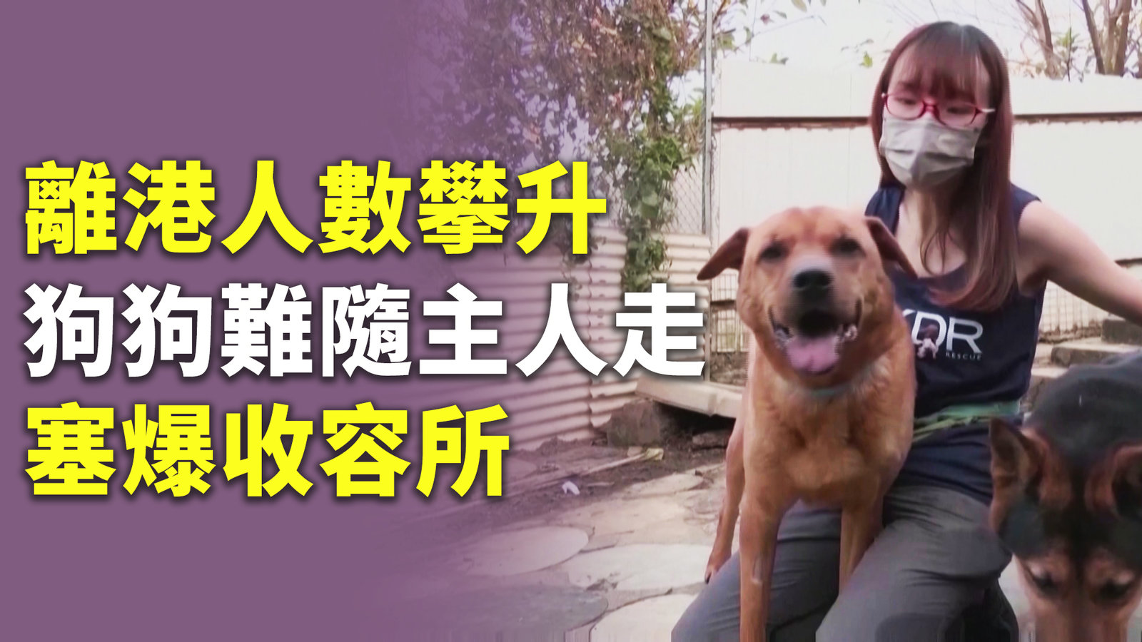 離港人數攀升 狗狗難隨主人走塞爆收容所