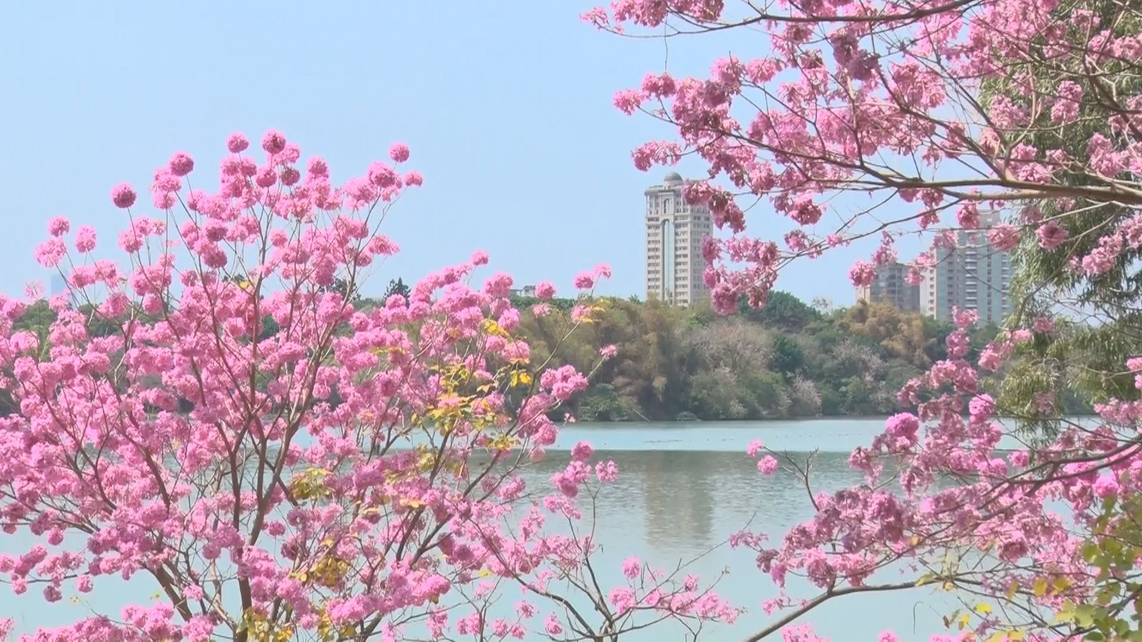 隱藏版都市美景 澄清湖風鈴木紅黃爭豔