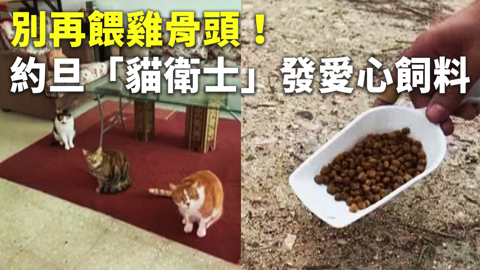 別再餵雞骨頭!約旦「貓衛士」發愛心飼料