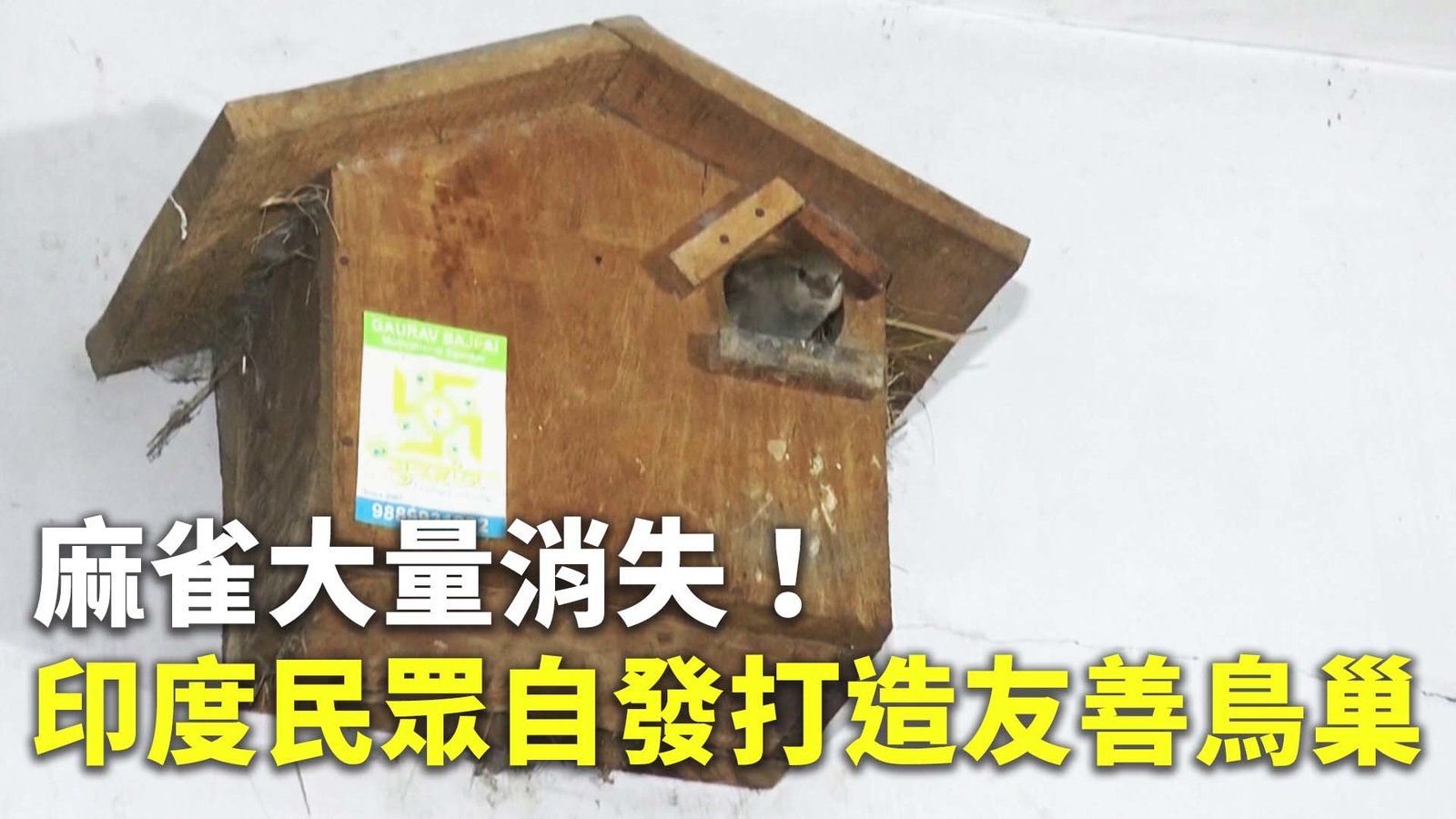 麻雀大量消失!印度民眾自發打造友善鳥巢