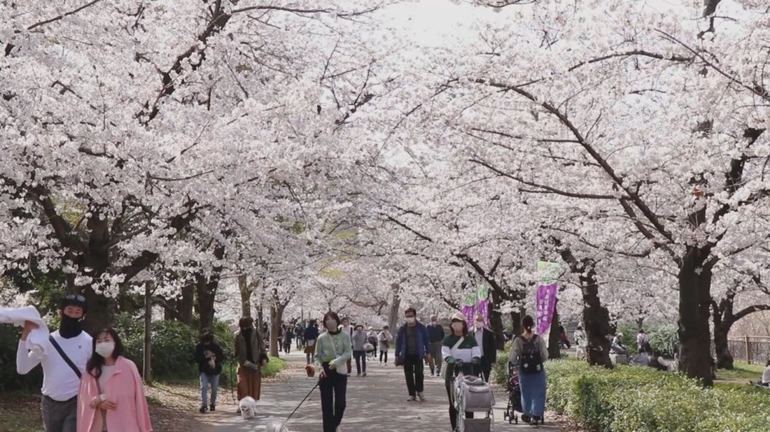 日本迎來疫情後春天 大阪城湧現賞櫻潮